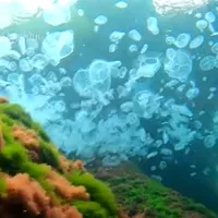Marea Neagră a fost invadată de meduze albastre, specie originară din Marea Mediterană - Foto: captură video