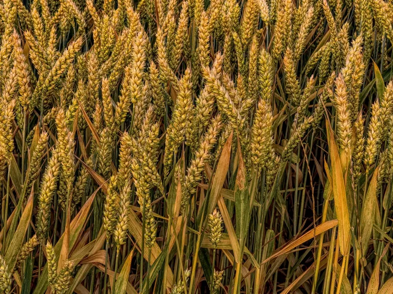 Grâne-Foto: Pexels-felix-mittermeier