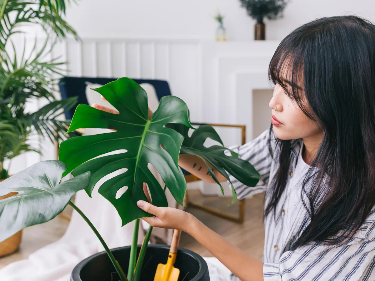 Ce plante cățărătoare rezistă cel mai bine în casă? Îți faci propria “junglă” interioară în locuință