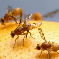 Capitala invadată de musculițele bețive. Ingredientul din bucătărie care ne scapă definitiv de ele - Foto: Profiemdia / imagine rol ilustrativ