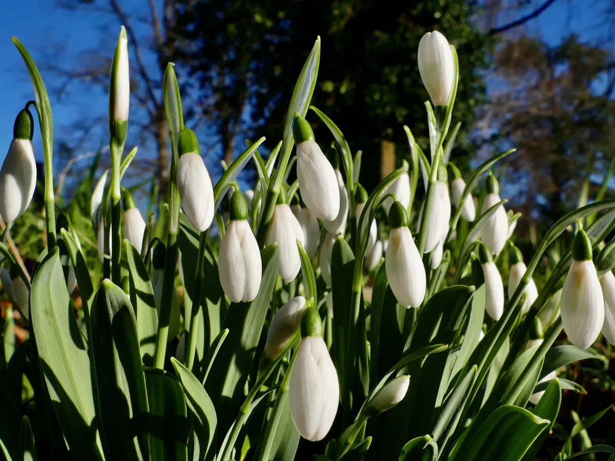 Ghiocei - Foto: Profimedia Images