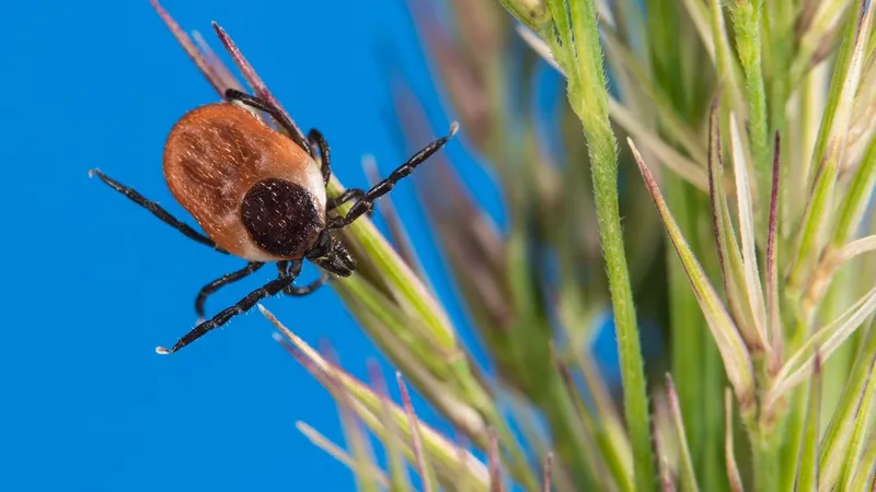 Vaccin împotriva bacteriei care cauzează boala Lyme, dezvoltat cu ajutorul tehnologiei ARNm - Foto: Profimedia Images
