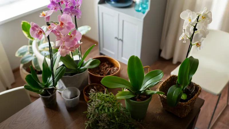 Trucul prin care îți poți muta florile afară, fără să le afectezi. Ai nevoie de un ingredient - Foto: Freepik (imagine cu rol ilustrativ)