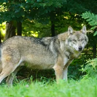 Lupii terorizează un oraș din România. Oamenii i-au văzut cum umblă pe străzi și omoară animale Foto: Pexels (fotografie cu caracter ilustrativ)