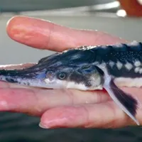 Speciile de sturion din Dunăre, pe lista roşie privind speciile ameninţate cu extincţia. / Foto: digi24.ro