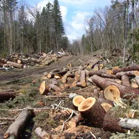 7.266 de dosare penale, deschise numai în 2021 pentru hoții de lemne. 163 de pădurari, agresați. Foto Pexels.com