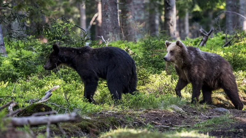 Tomas Hulik / WWF