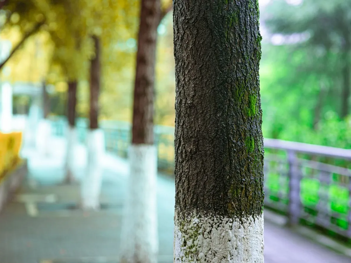 Copac văruit - Foto: Pexels (Imagine cu rol ilustrativ)
