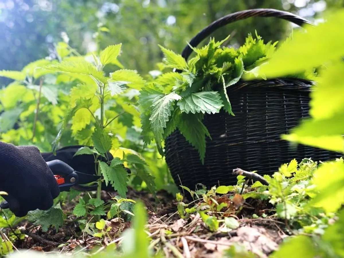Plantele care cresc pe marginea șanțului - Foto: Incredible Romania