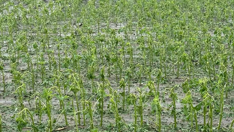 Seceta și grindina, dezastru în agricultură. Peste 40% din agricultorii asigurați au avizat daune - Foto: Agra Asigurari