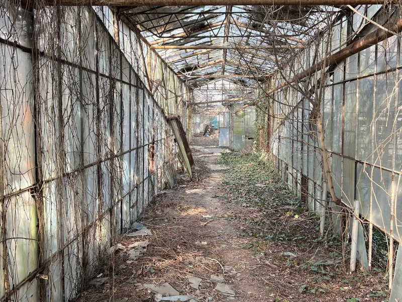O parte din sere s-au transformat în ruine așteptând vremuri mai bune. Sursă foto: Newsweek România