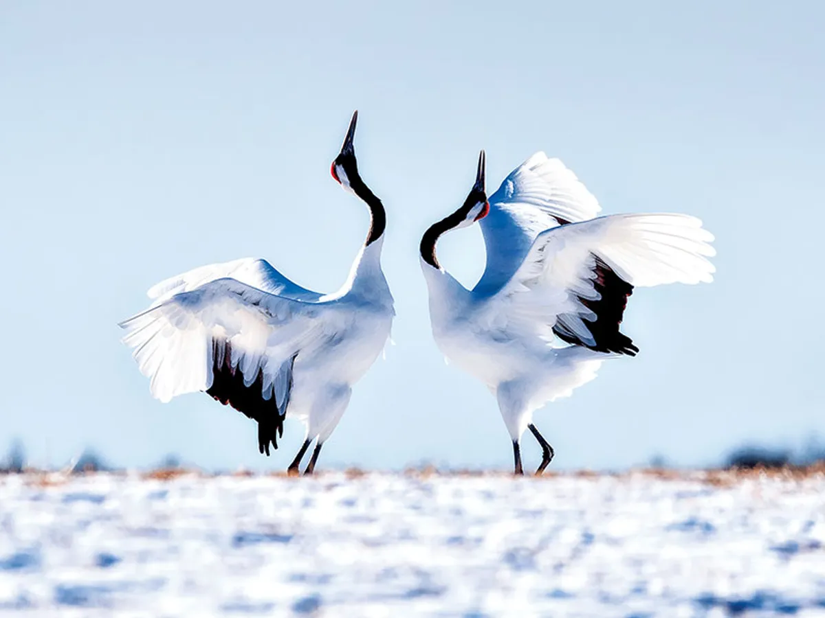 Bucurați-vă de minunile naturii - Hokkaido, Japonia
