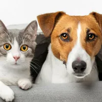 Primăria din România, prima care permite accesul animalelor de companie. Unde se întâmplă? - Foto: Istock (imagine cu rol ilustrativ)