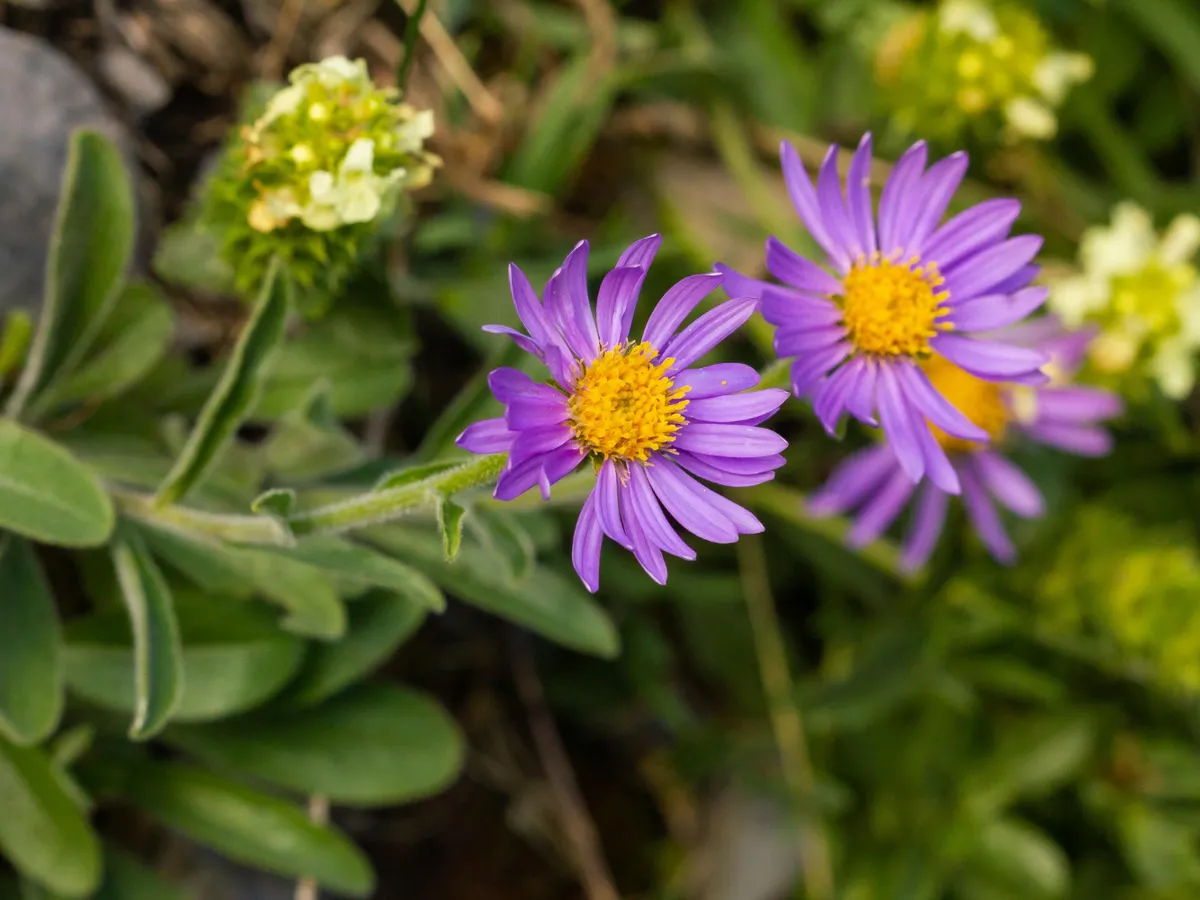 Delosperma Foto: Freepik (imagine cu rol ilustrativ)