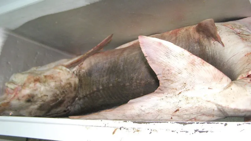 Sturgeons found in poachers’ cars. Border Police seized more than 450kg of caviar. Photo: Marius Daea