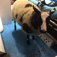 Un român a ajuns în arest după ce a furat o oaie dintr-o gradină zoologică din Olanda. A ascuns-o Foto: Dierenambulance Brabant Noord-Oost | Facebook