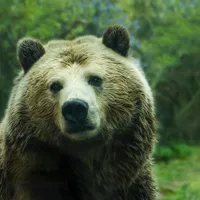 Tanczos: Urşii agresivi, care pun în pericol viaţa oamenilor or putea fi împuşcaţi sau eutanasiaţi/FOTO: Unsplash