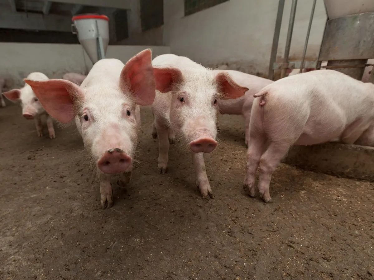 Focar de pestă porcină africană într-o fermă din România. Mii de animale sunt bolnave - Foto: Imagine cu caracter ilustrativ/ Profimedia Images