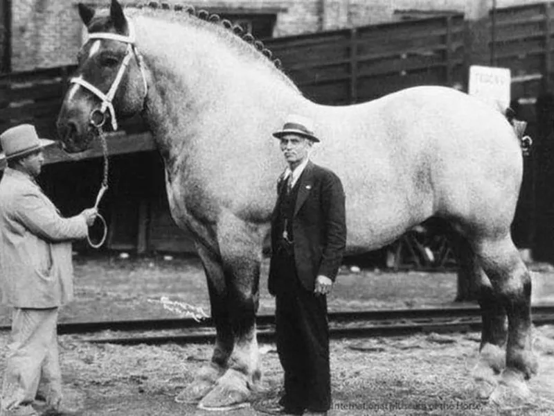 „Mamutul”, calul gigant care cântărea cât un Suzuki. Avea peste 2 metri și era cel mai mare din lume - Foto: Reddit/ Imagine cu caracter ilustrativ