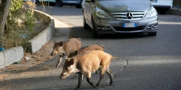 Roma a fost invadată de porci mistreți. Foto Paudal.com