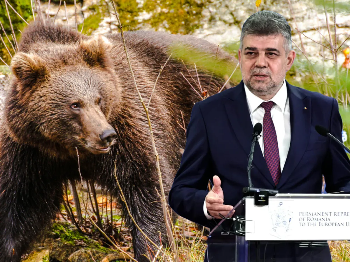 Ciolacu „dă cu pumnu în masă” în problema urșilor violenți: Montăm garduri electrice în localități - Foto: Profimedia images
