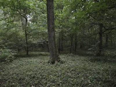 De ce devine Pădurea Băneasa arie naturală protejată? Cine deţine acum domeniul acesta? - Foto: INQUAM PHOTOS/Octav Ganea