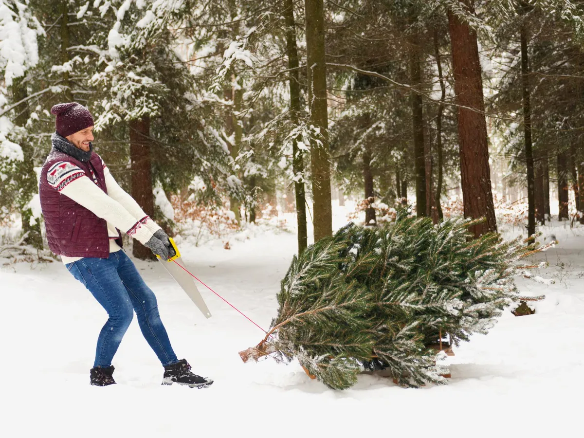 Bărbat care trage un brad - Foto: Freepik (Imagine cu rol ilustrativ)