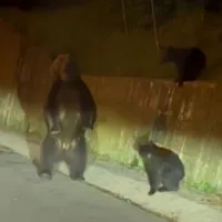Pe străzile din Brașov, ca la ZOO. Porci mistreți în cartierul Noua, urși în zona Răcădău - Foto: bizbrasov.ro