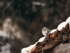 VREMEA Temperaturi de aprilie în luna decembrie. La ce vreme să ne așteptăm astăzi în toată țara Foto: Pexels (fotografie cu caracter ilustrativ)