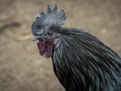 Cocoș din rasa Ayam Cemani - Foto: Pixabay (cu rol ilustrativ)