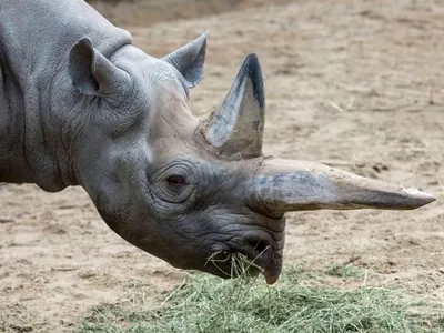 Kilaguni a trăit 46 de ani și a avut cinci urmași Foto: Zoo Berlin