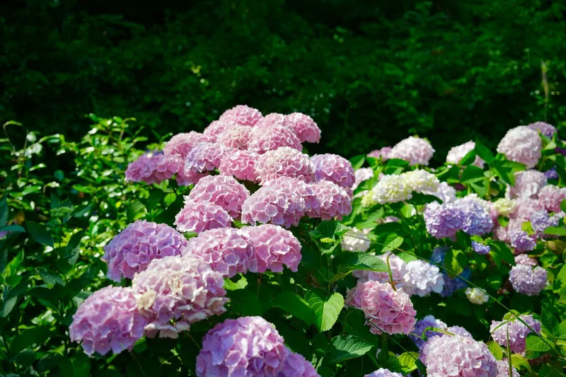 Hortensii - Foto: www.pexels.com (Imagine cu rol ilustrativ)