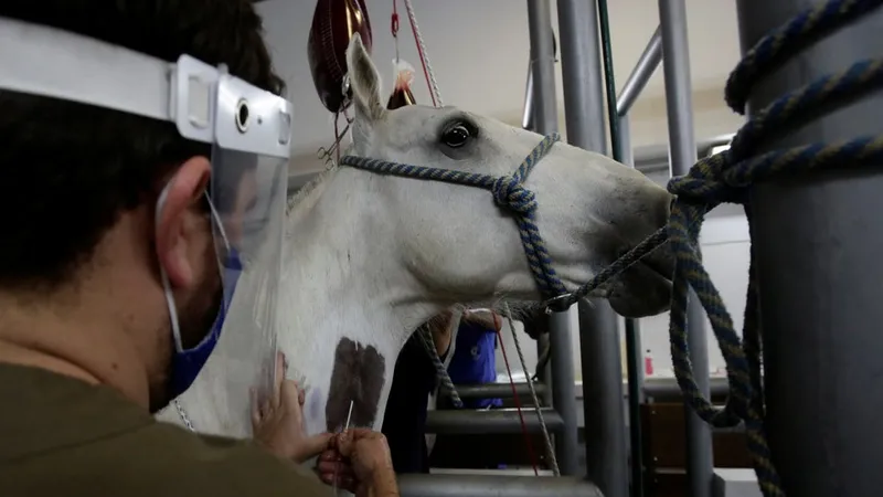 Oamenii de ştiinţă de la Institutul Clodomiro Picado au inoculat 6 cai cu proteine ale noului coronavirus şi au colectat apoi anticorpii dezvoltaţi de animale. / Foto: independent.co.uk