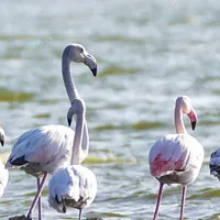 Păsări Flamingo - Foto: Auris Luca