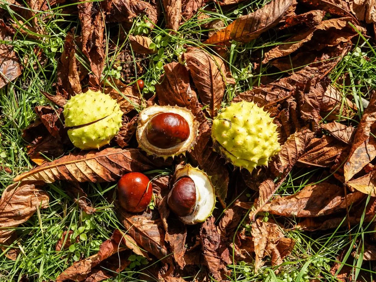 Castane - Foto: Pexels (Imagine cu rol ilustrativ)
