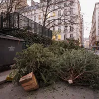 Cum scapi de bradul de Crăciun uscat? În București, poate fi și gratis, dacă respecți un termen - Foto: Profimedia Images - Imagine cu rol ilustrativ