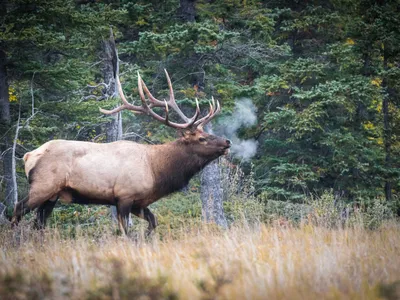 Elan Foto: Freepik (imagine cu rol ilustrativ)