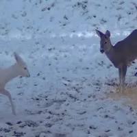 Căprioara albă, foarte rară, a apărut în Parcul Național Bucegi - Foto: Obancea Cătălin
