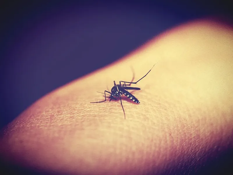 China eradichează malaria, după 70 de ani de luptă împotriva bolii transmise de ţânţarul anofel/FOTO: Pixabay