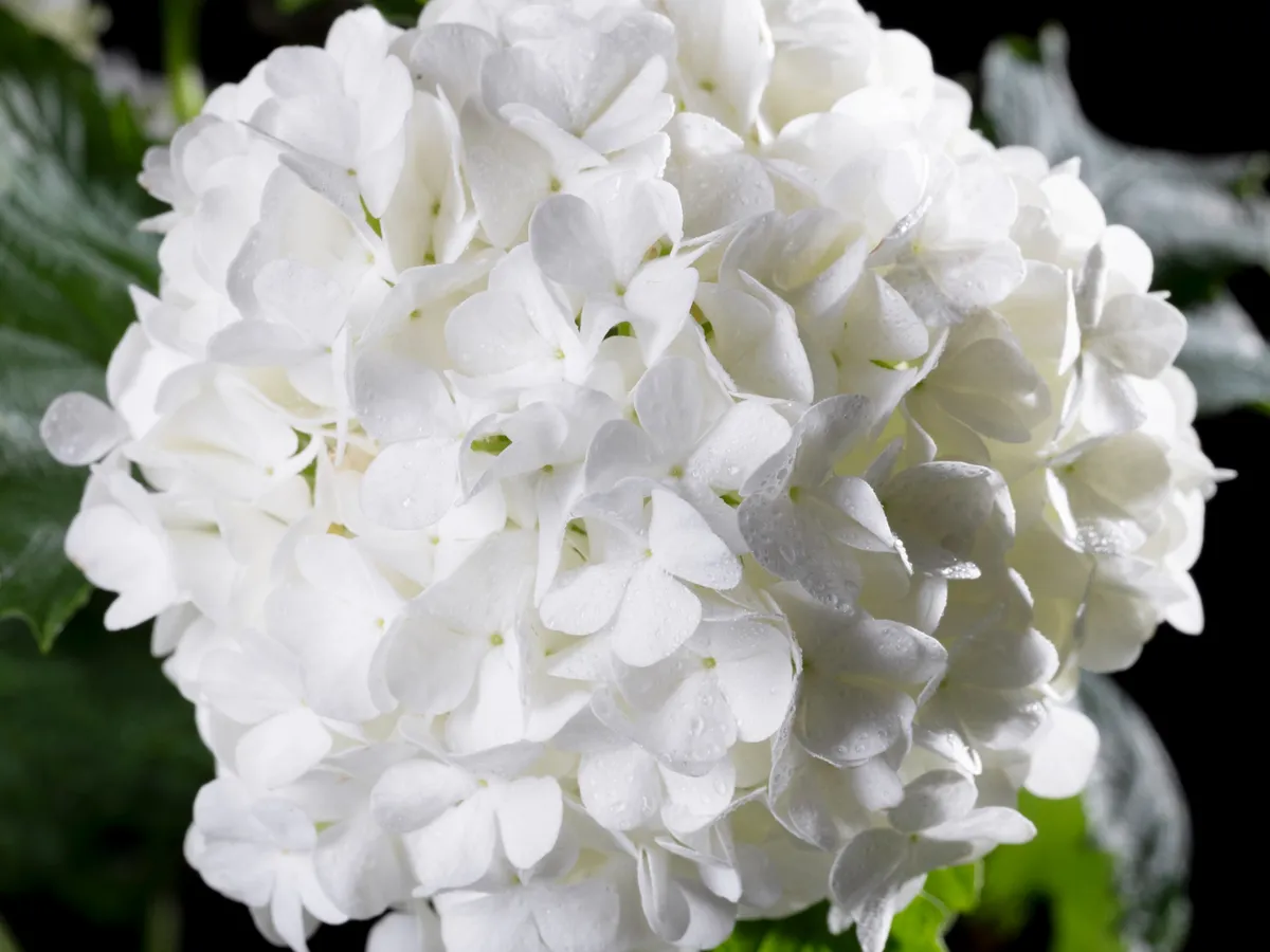 Hortensia iubește umezeala, dar există o regulă este mai importantă pentru flori mari și frumoase