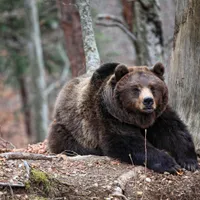 Afecțiunea care l-a salvat din ghearele morții pe salvamontistul atacat de urs în Predeal - Foto: Profimedia images