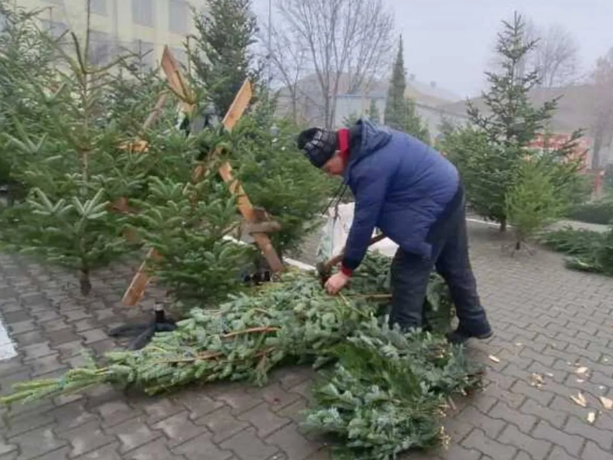 Brazi de Crăciun, în piață - Foto: agerpres.ro