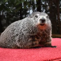 Marmota Phil. Sursa imagine: Twitter