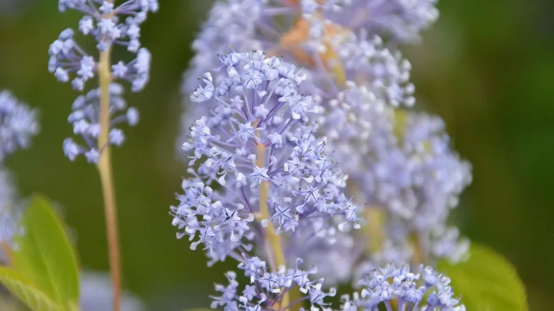 Ce este iarba fiarelor, planta care ar deschide lacăte și încuietori - Foto: Pixabay (cu rol ilustrativ)