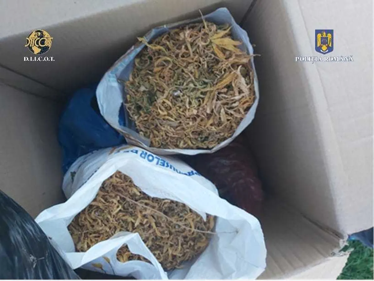 Mai multe kilograme de cannabis confiscate de D.I.I.C.O.T în Constanța. / Foto: Poliția Română