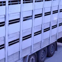 Accident pe DN 65. 30 de porci au murit după ce un TIR-ul în care erau transportați s-a răsturnat - FOTO: Profimedia