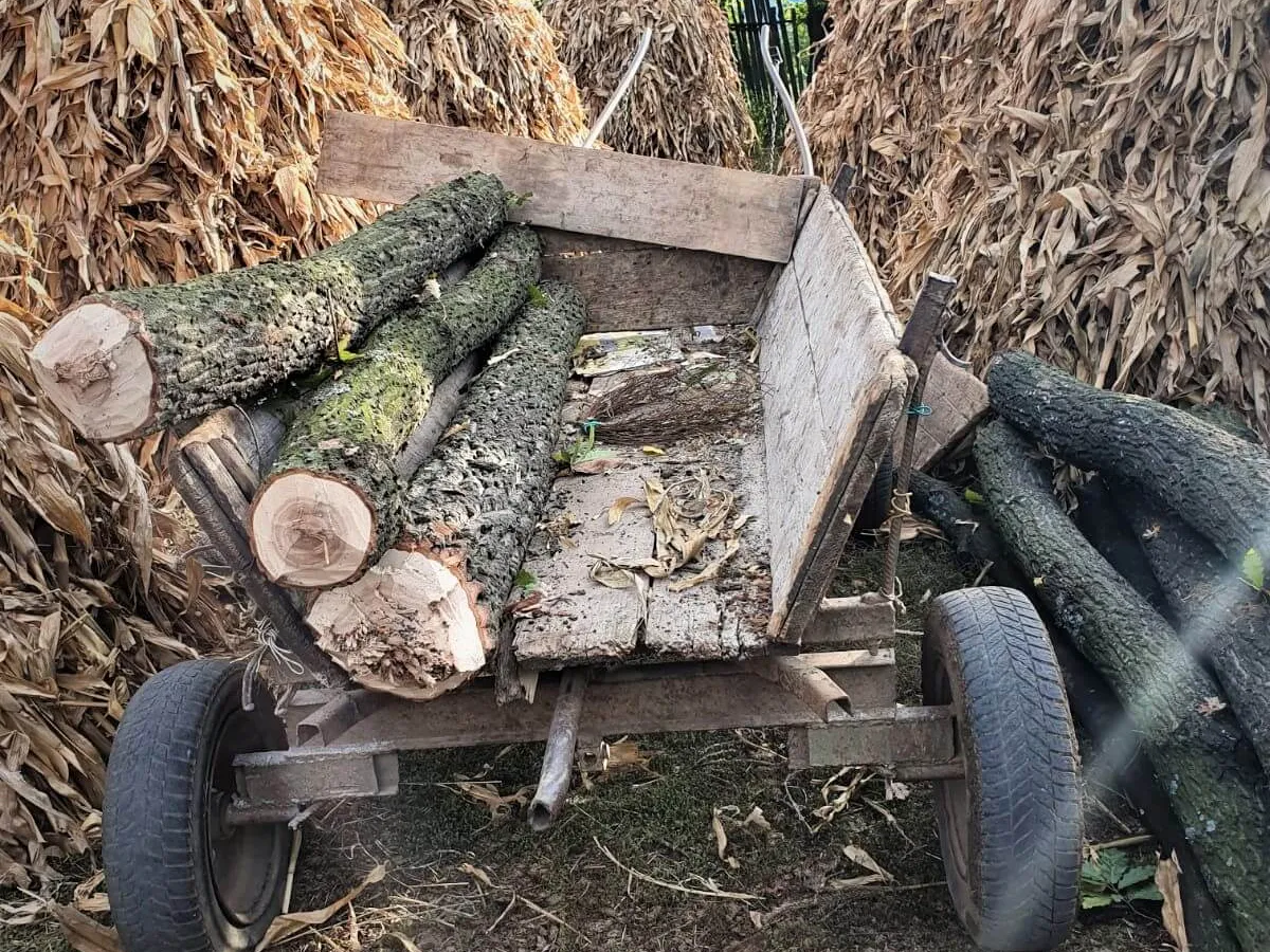 Căruța hoțului de lemne. Foto Romsilva