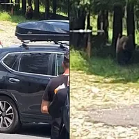 Atenție! Un urs fără frică de om, văzut în locul de plecare spre Vârful Ciucaş din Prahova - Foto: Facebook/Formatia Salvamont Cheia - Ciucas