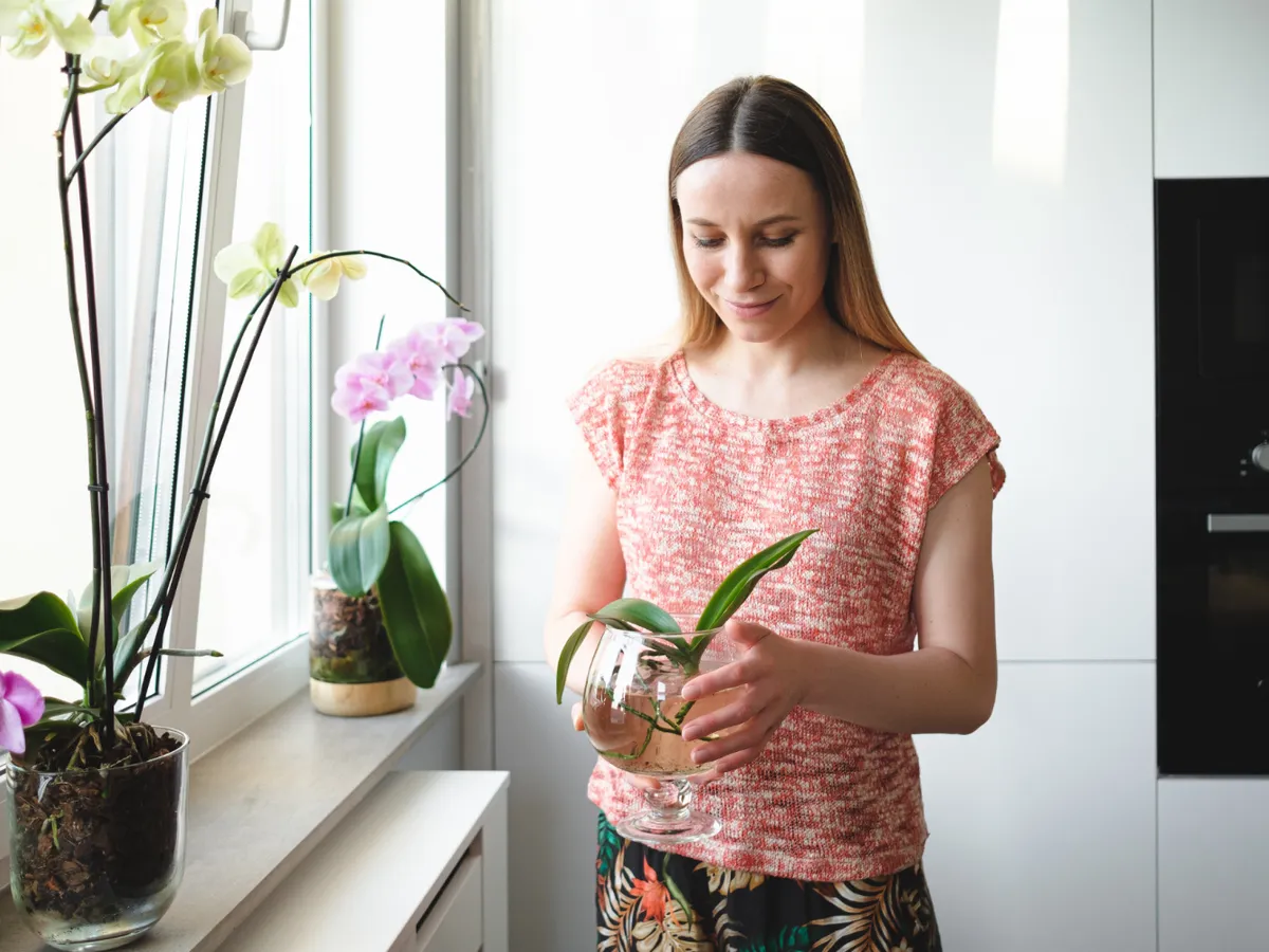 Motivul pentru care trebuie să udați plantele de apartament mai puțin iarna. Trebuie să le schimbați și locul? - Foto: Freepik (Imagine cu rol ilustrativ)