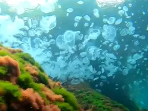 Marea Neagră a fost invadată de meduze albastre, specie originară din Marea Mediterană - Foto: captură video